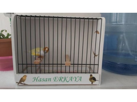 Erkek goldian finch