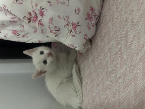 1,5 aylık british shorthair