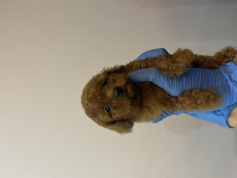 Irk ve sağlık garantili orjinal kore poodle bebekler