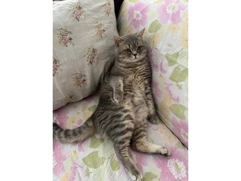 Orjinal british longhair erkek kedimiz