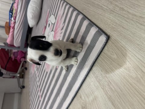 Dişi kısa bacak jack russell maskeli