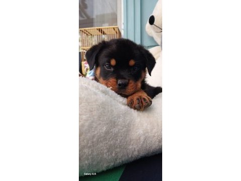 Tr nin en iddalı rottweiler yavruları (koca kafa)