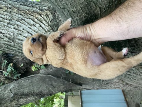 Golden beybi face