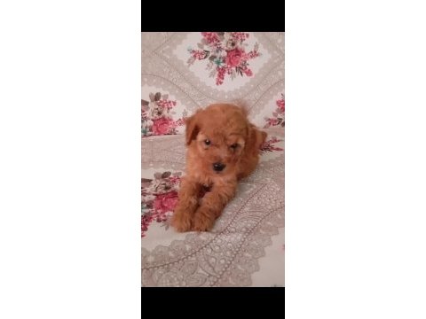 Poodle bebeklerim