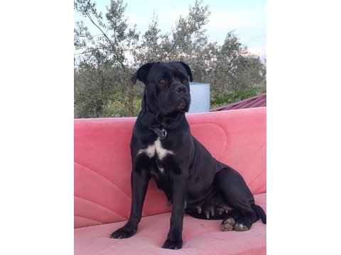 Safkan cane corso
