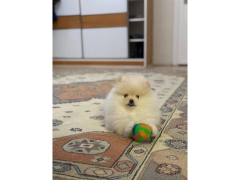 Olağanüstü güzellikte pomeranian