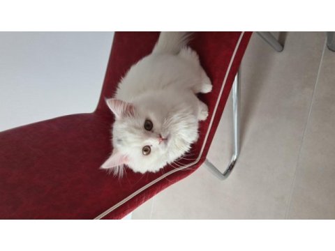 Güzel british longhair kızımız