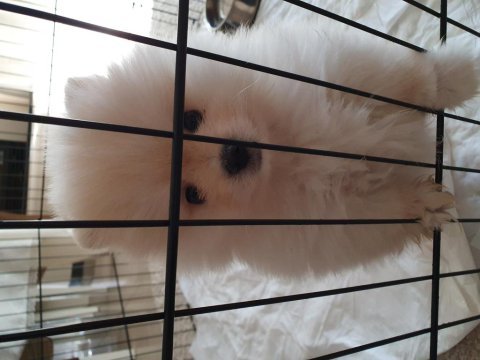 Burbery tarzı pomeranian boo