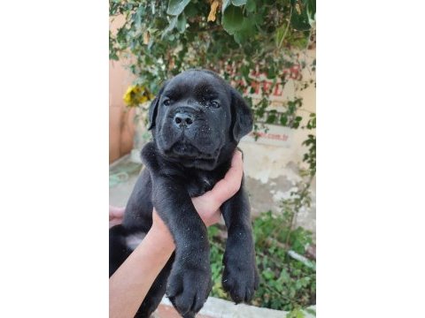 (sdk) çiftlikten cane corso yavrular