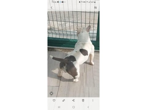 18 aylık dişi egzotik bully french bulldog şecereli