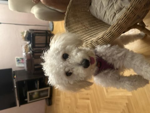 Toy poodle dişi yavru