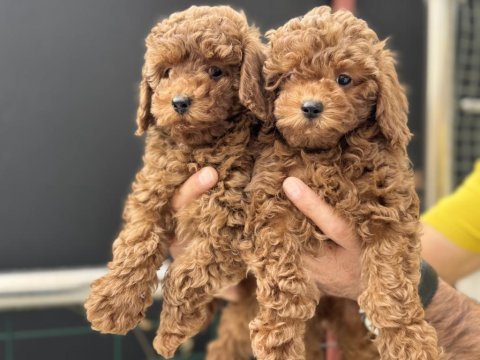 Petmode köpek çiftliğinde ziyarete açık toy poodle