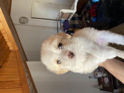 A kalite maltipoo bebek