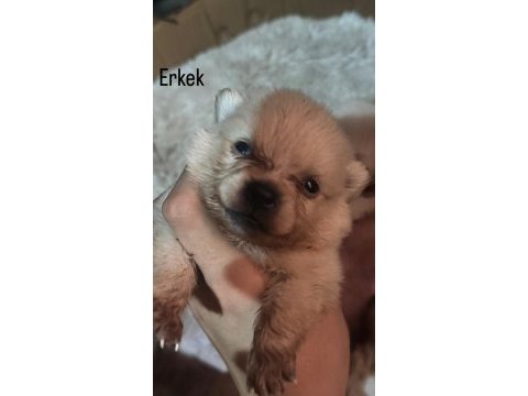 26 günlük pomeranian bebekler rezerveye açılmıştır