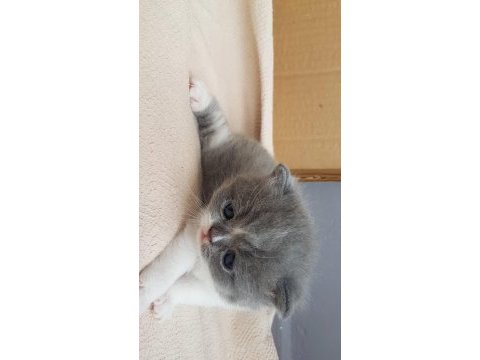 Muhteşem güzellikte scottish fold yavrularımız