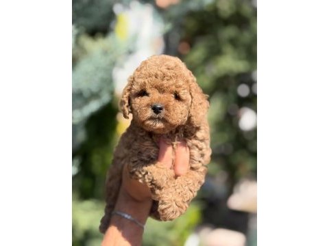 Toy poodle saf