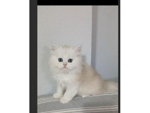 British longhair 35 günlük