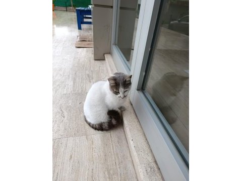 Ücretsiz kedimizi sahiplendirme