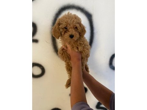 Toy poodle yavrularım orijinal