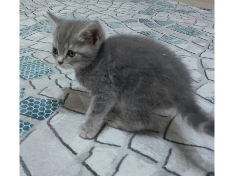 British shorthair