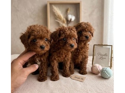 Mikro boy bebekler ve 4 aylık dişi darkred toy poodle