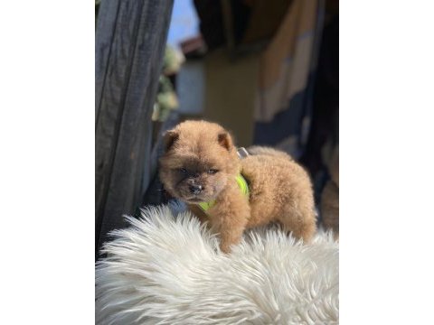 Son kalan chow chow yavrular