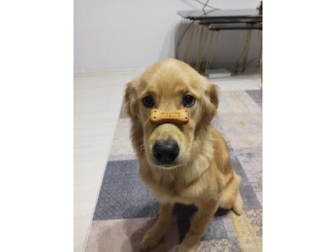 Bakımlı uysal bir dost golden retriever