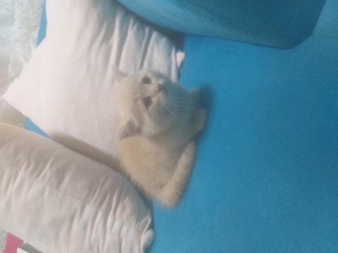 Kedimiz 2 aylık british shorthair
