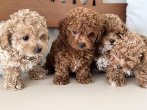 Petmode köpek çifrliğinde ziyarete açık maltipoo