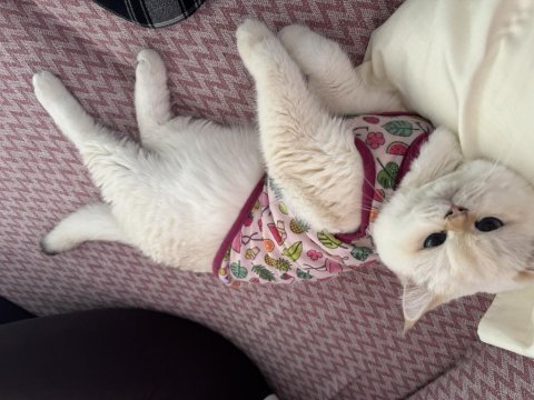 British shorthair kedilerimizi sahiplendiriyoruz