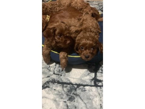 2 aylık dişi ve erkek poodle yavrularımız