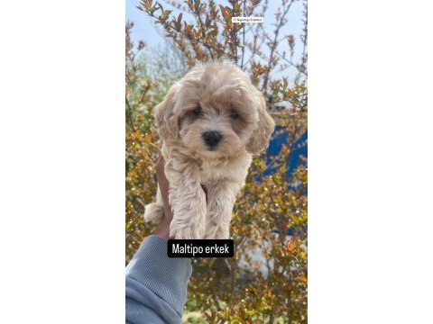 2 aylık erkek maltipoo