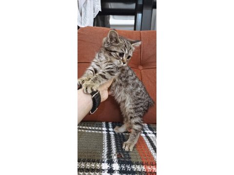 British longhair kırması kedimiz