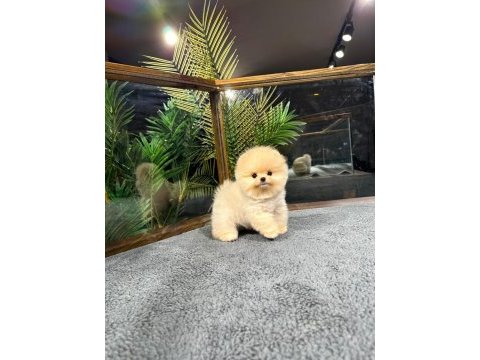 Harika yüz yapısına sahip pomeranian boo yavrularımız