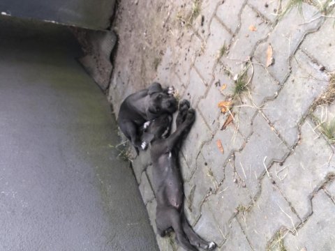 70 günlük dişi blue ve siyah cane corso yavrular