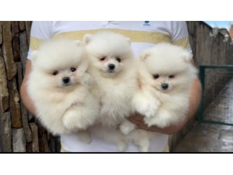 2 erkek 1 dişi pomeranian