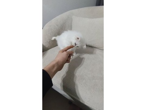 British longhair bebek