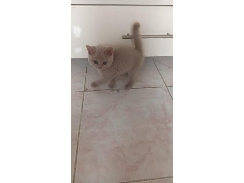 Yavru kedilerimize yuva arıyoruz
