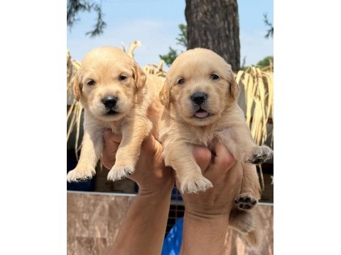 Golden retriever yavrularımız