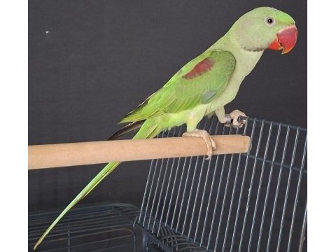 Kalite isteyen erkek alexander yavru 4.5 aylık