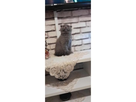 75 günlük scottish fold