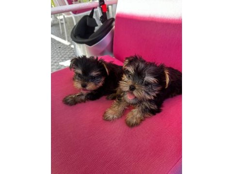 Yorkshire terrier bebek teacup
