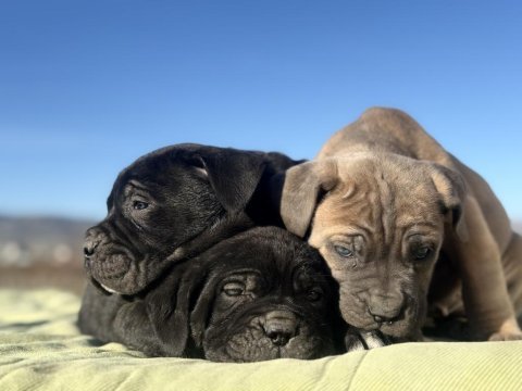 Dev cane corso yavrularımız