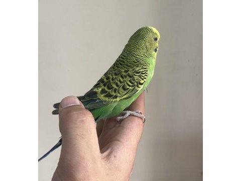 Bebek muhabbet kuşu yeni yeme düşmüş