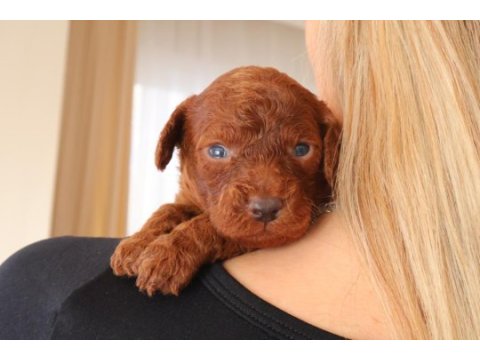 Red toy poodle