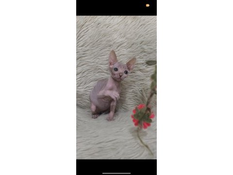 Nakedbeautysphynxcattery kediler için ulaşın