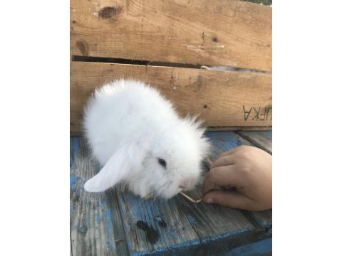 Samsun hollanda lop tavşan yavruları