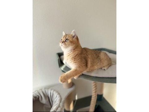 Safkan british shorthair yavrular