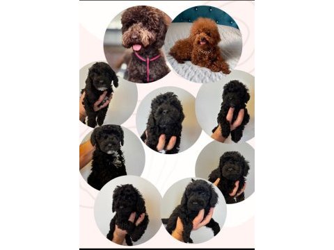 Orjinal siyah toy poodle