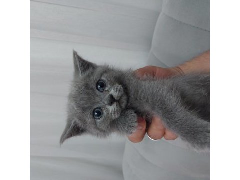 Yavrularımız gitmeye hazır british shorthair